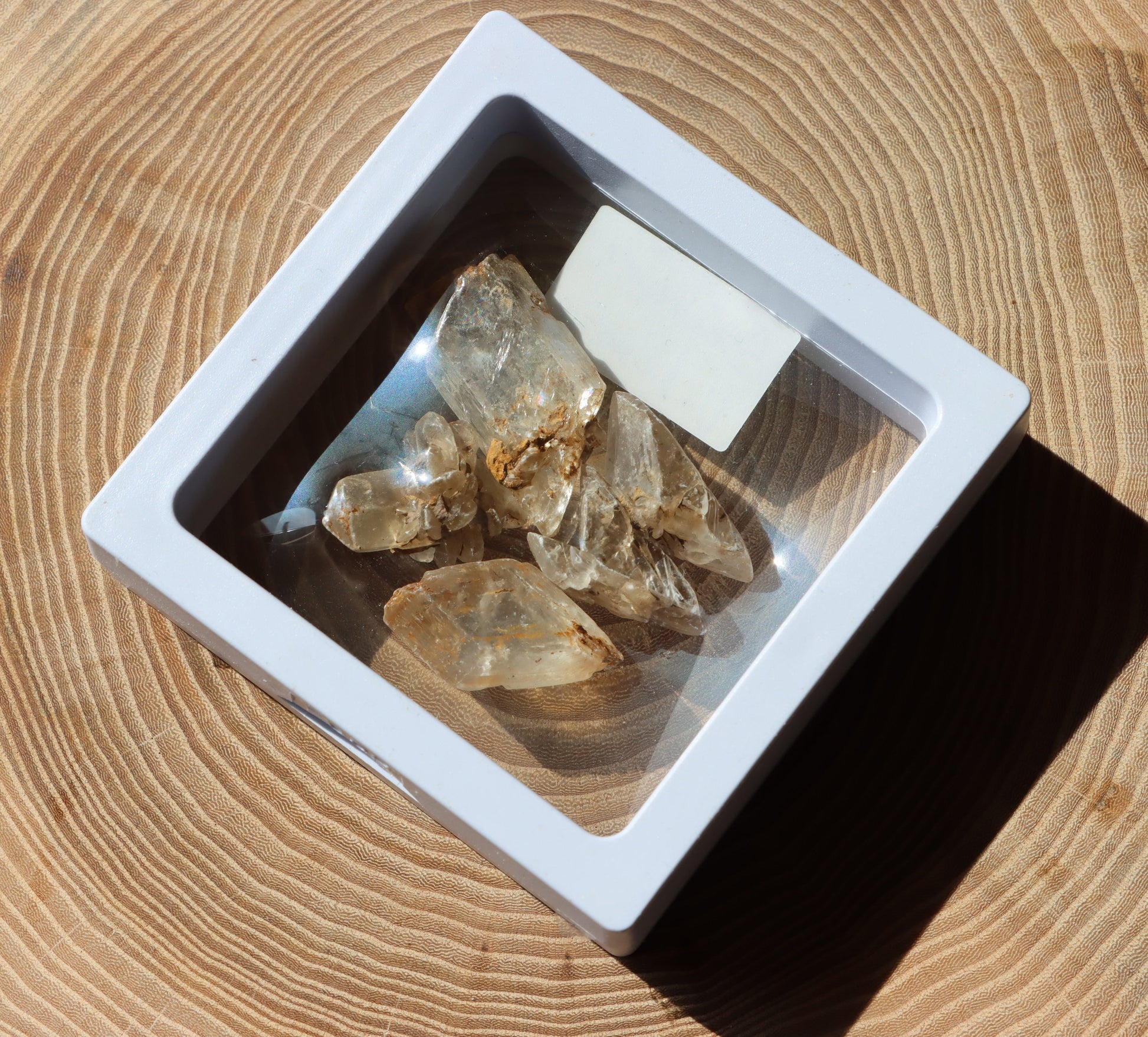 Sádrovec moravský set 4 ks - Supreme Panthers