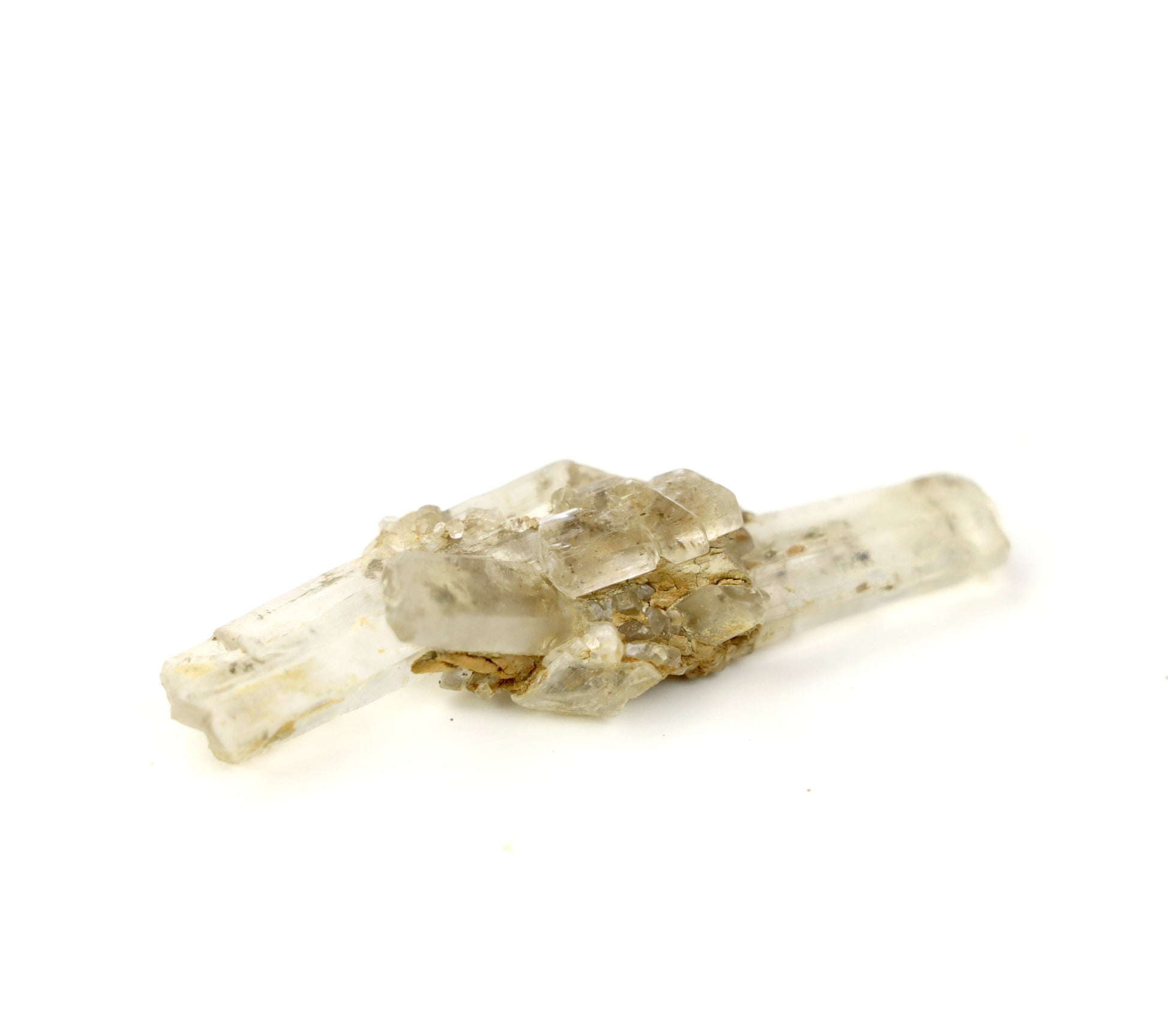 Sádrovec srostlice moravský r. 2025. v plovoucím stojánku - Supreme Panthers