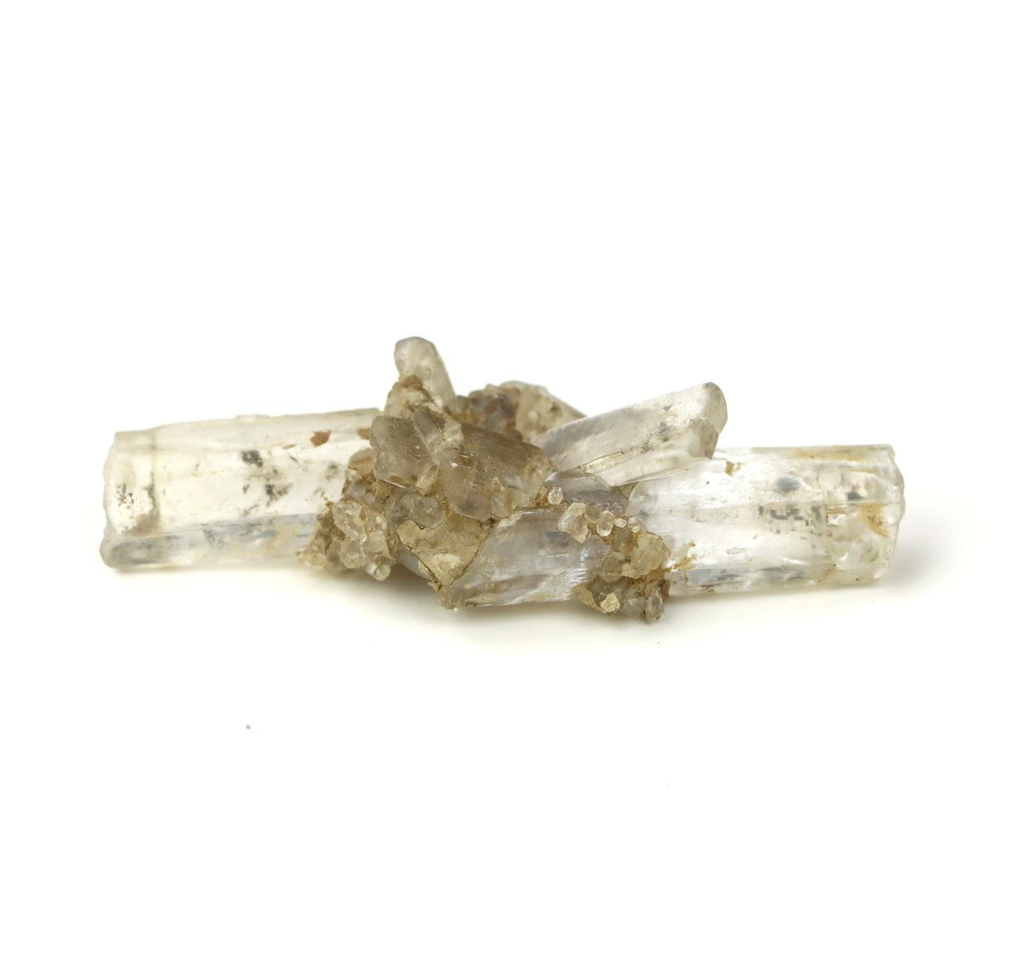 Sádrovec srostlice moravský r. 2025. v plovoucím stojánku - Supreme Panthers