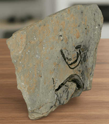 Schránky mlžů a lilijice ve stínavsko - chabičovské břidlici - Supreme Panthers