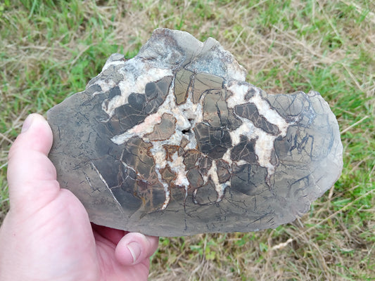 Septárie - dračí vejce - Supreme Panthers