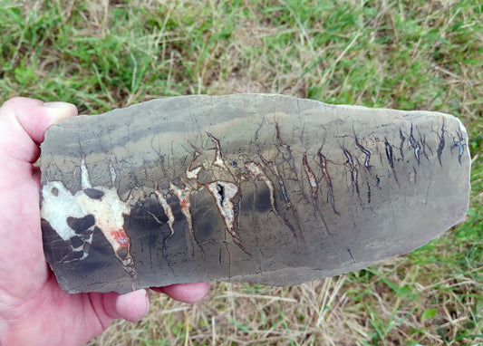 Septárie - dračí vejce - Supreme Panthers