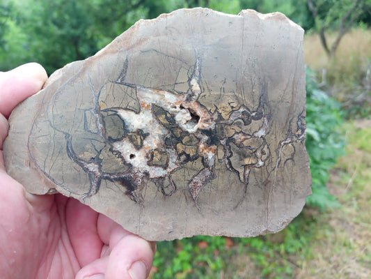 Septárie - dračí vejce - Supreme Panthers