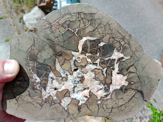 Septárie - dračí vejce RARITA - Supreme Panthers