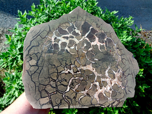 Septárie - dračí vejce RARITA - Supreme Panthers