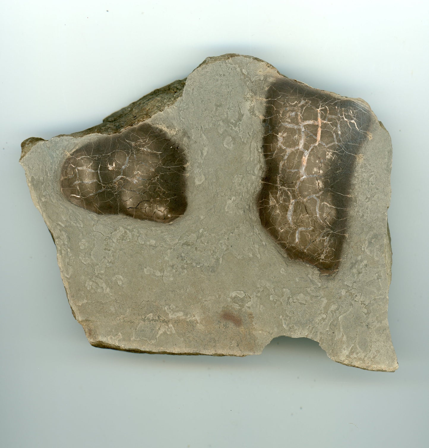 Septárie s kalcitem a barytem - Supreme Panthers