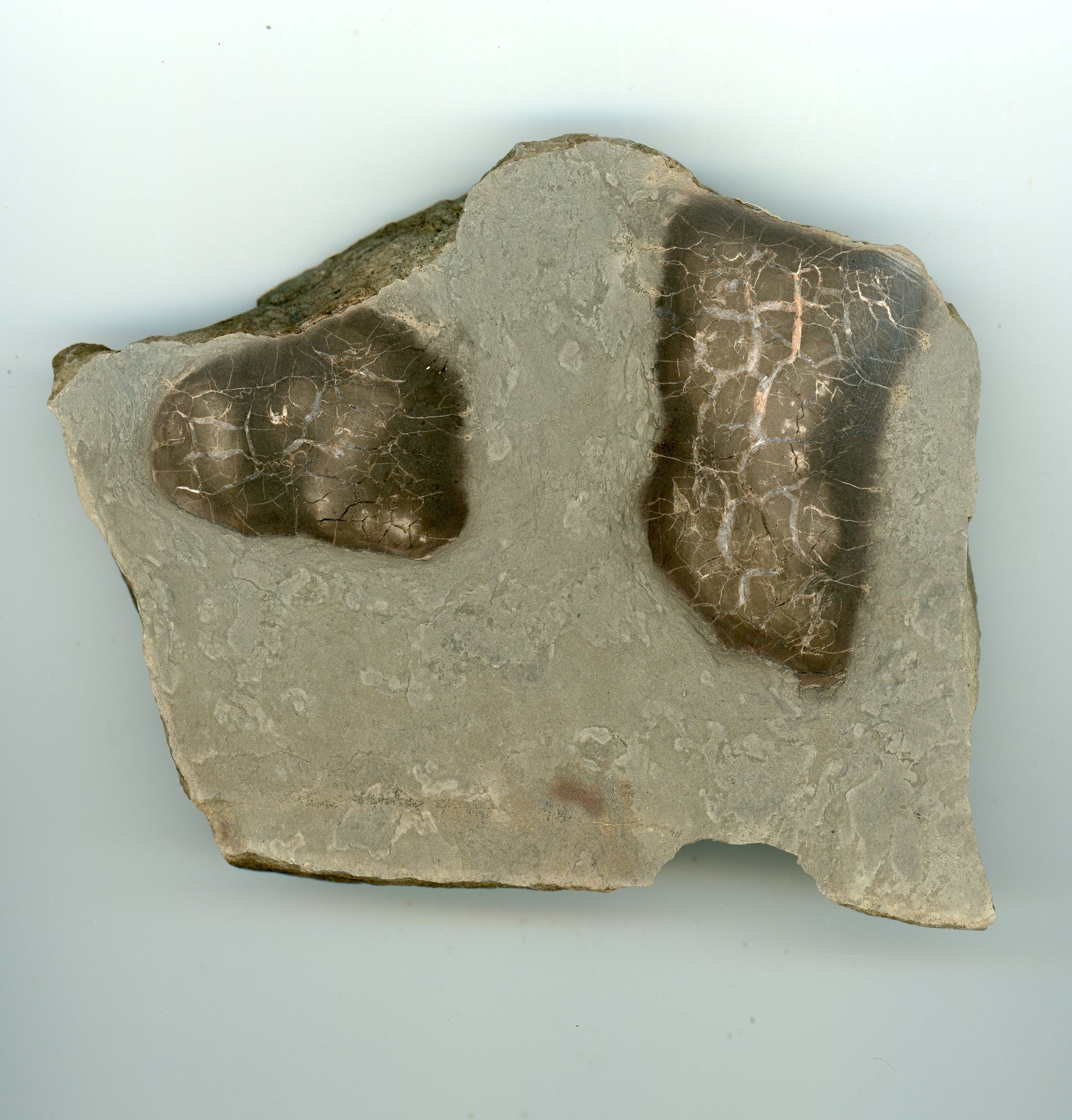 Septárie s kalcitem a barytem - Supreme Panthers