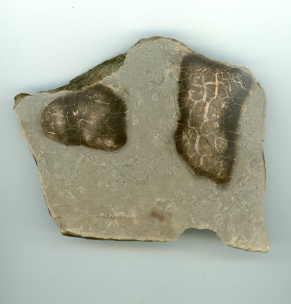 Septárie s kalcitem a barytem - Supreme Panthers