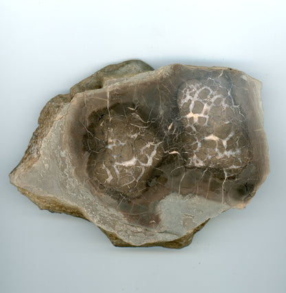 Septárie s kalcitem a barytem - Supreme Panthers