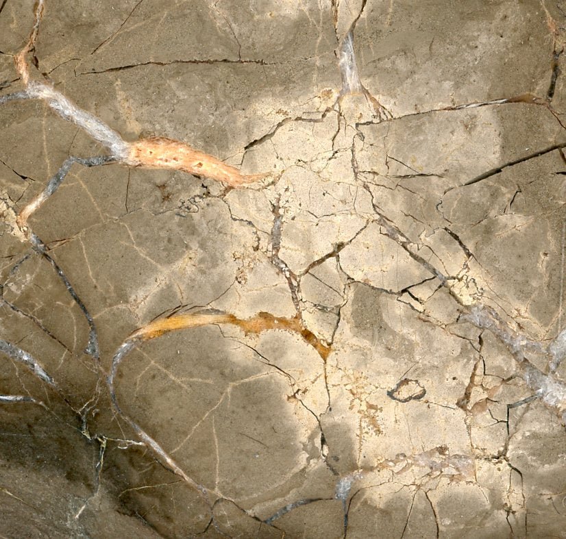 Septárie s kalcitem a barytem "ryba" - Supreme Panthers