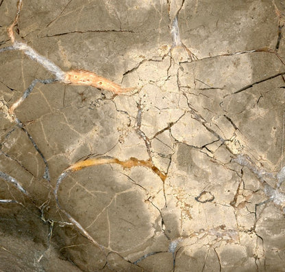 Septárie s kalcitem a barytem "ryba" - Supreme Panthers