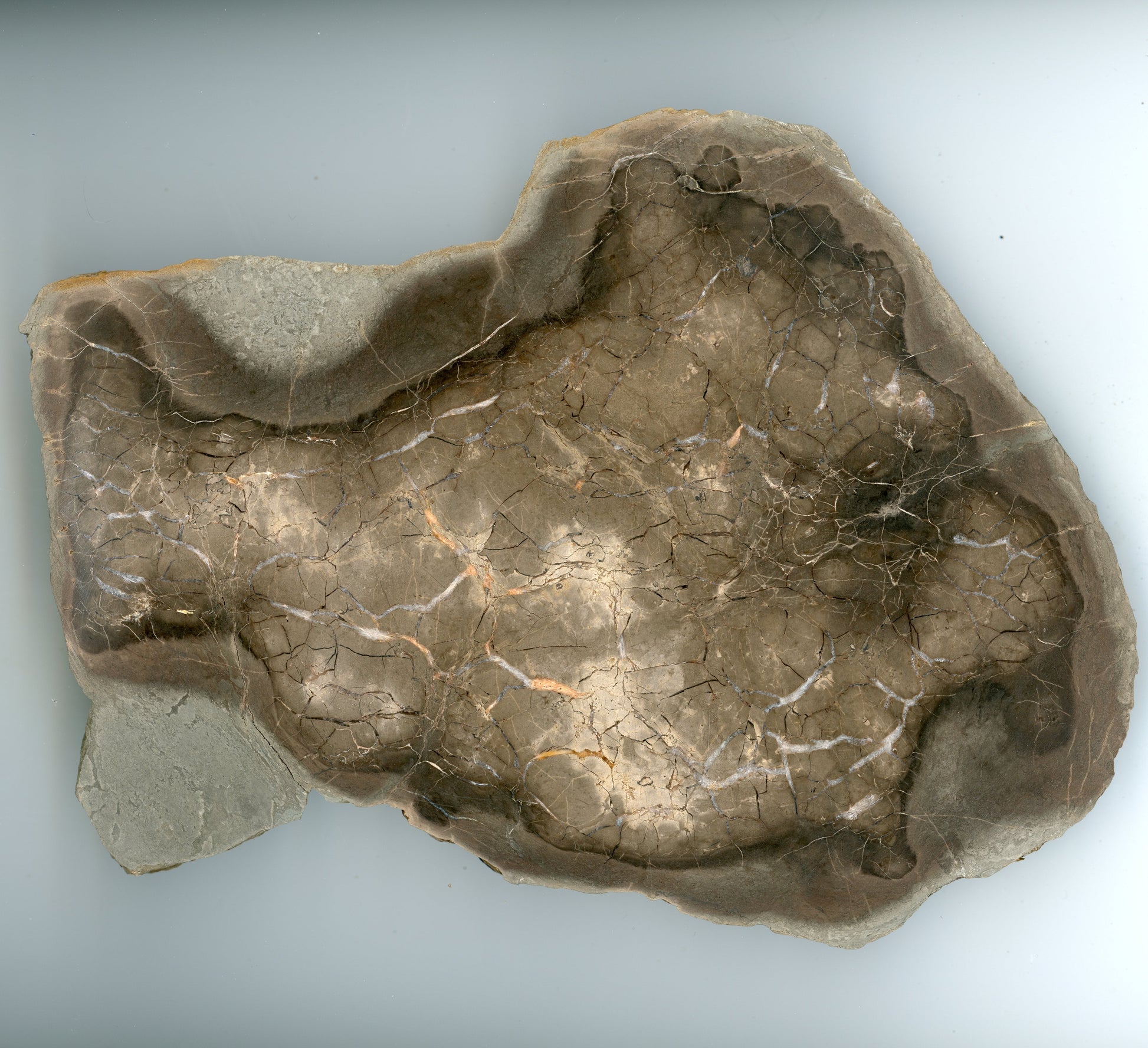 Septárie s kalcitem a barytem "ryba" - Supreme Panthers