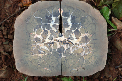 Septárie - "vlašský ořech" - Supreme Panthers