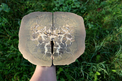 Septárie - "vlašský ořech" - Supreme Panthers