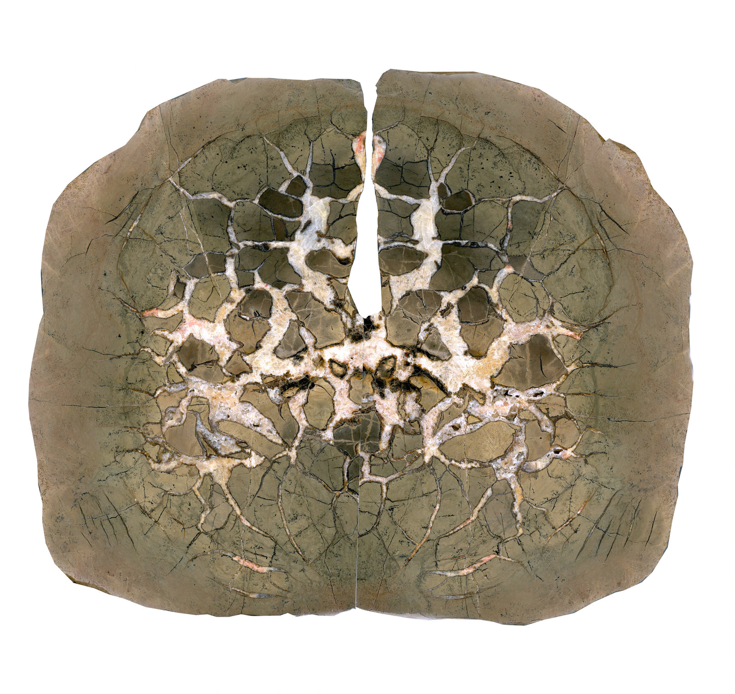 Septárie - "vlašský ořech" - Supreme Panthers