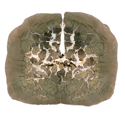 Septárie - "vlašský ořech" - Supreme Panthers