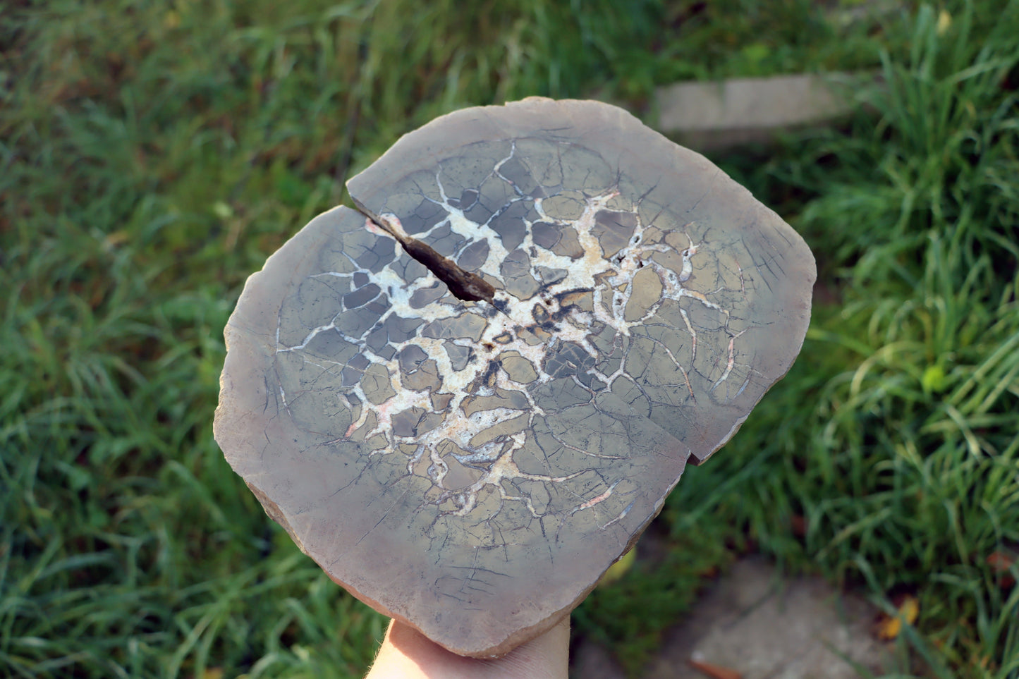 Septárie - "vlašský ořech" - Supreme Panthers