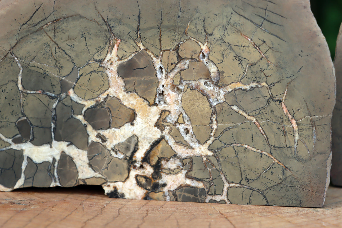 Septárie - "vlašský ořech" - Supreme Panthers