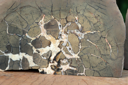 Septárie - "vlašský ořech" - Supreme Panthers