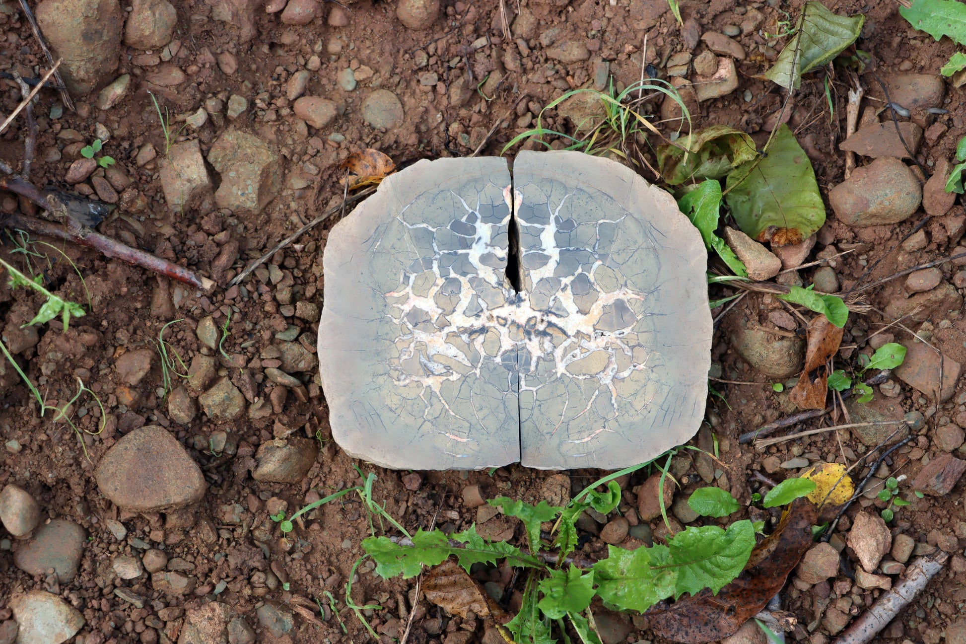 Septárie - "vlašský ořech" - Supreme Panthers