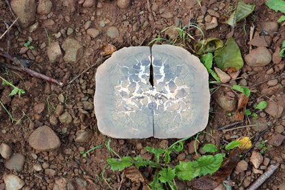 Septárie - "vlašský ořech" - Supreme Panthers