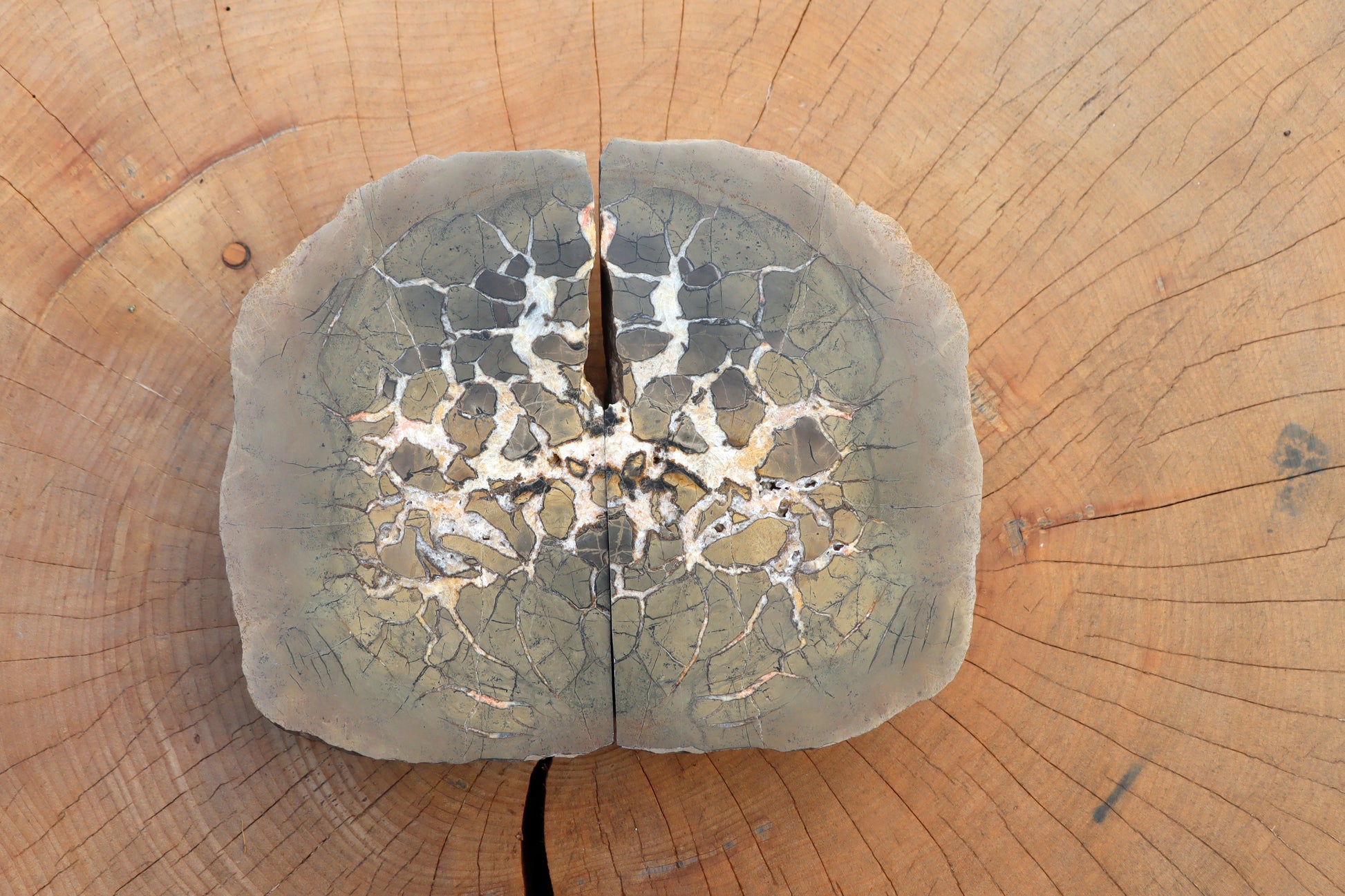 Septárie - "vlašský ořech" - Supreme Panthers