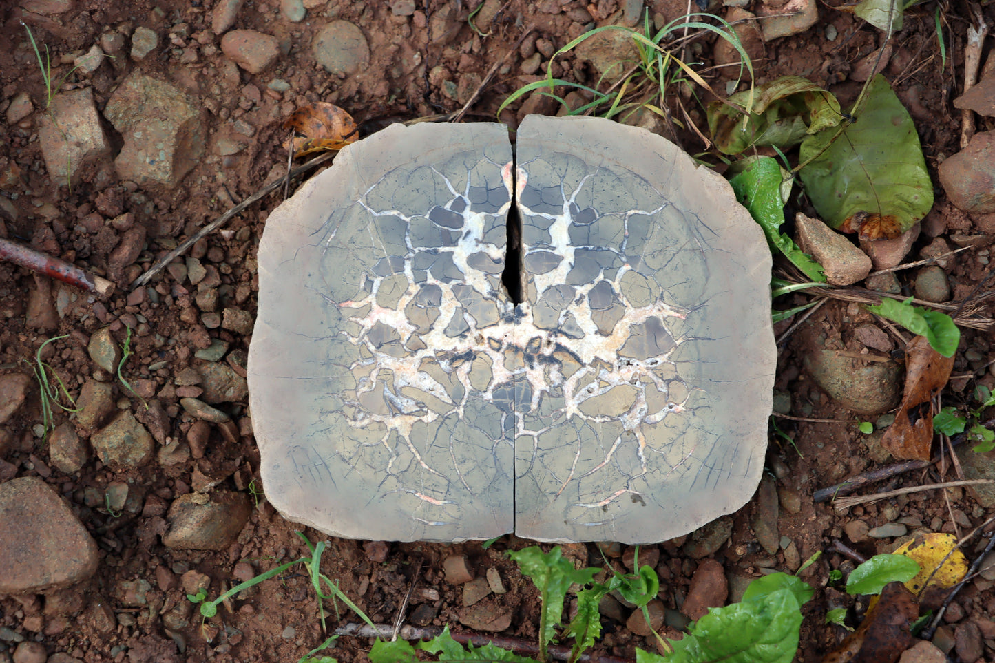 Septárie - "vlašský ořech" - Supreme Panthers