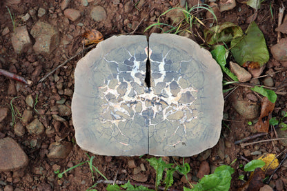 Septárie - "vlašský ořech" - Supreme Panthers