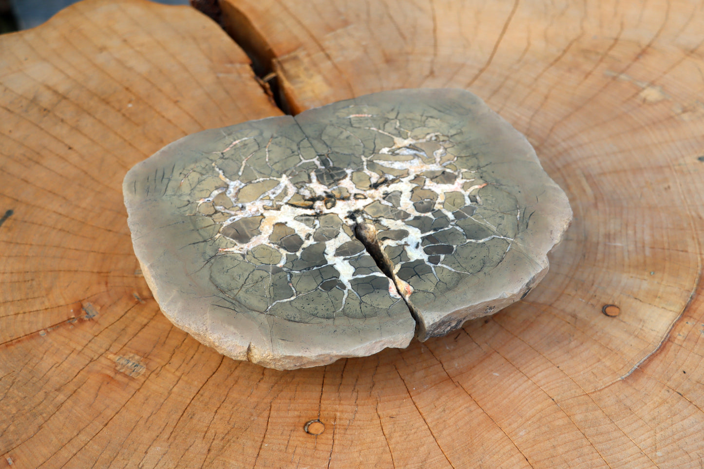 Septárie - "vlašský ořech" - Supreme Panthers