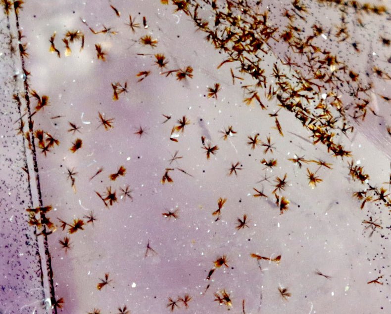 Sluníčka sagenitu v ametystové drúze - Supreme Panthers