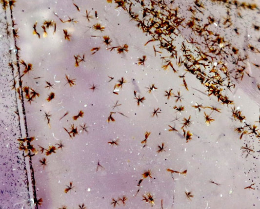 Sluníčka sagenitu v ametystové drúze - Supreme Panthers