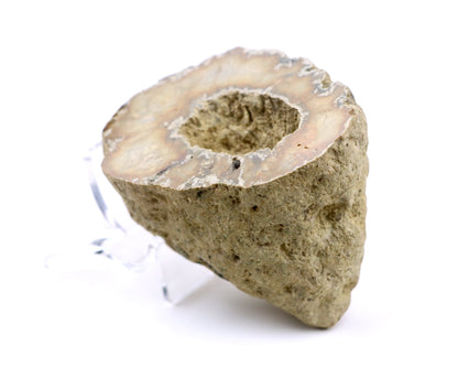 Solitérní korál/jurský rohovec leštěný - Supreme Panthers