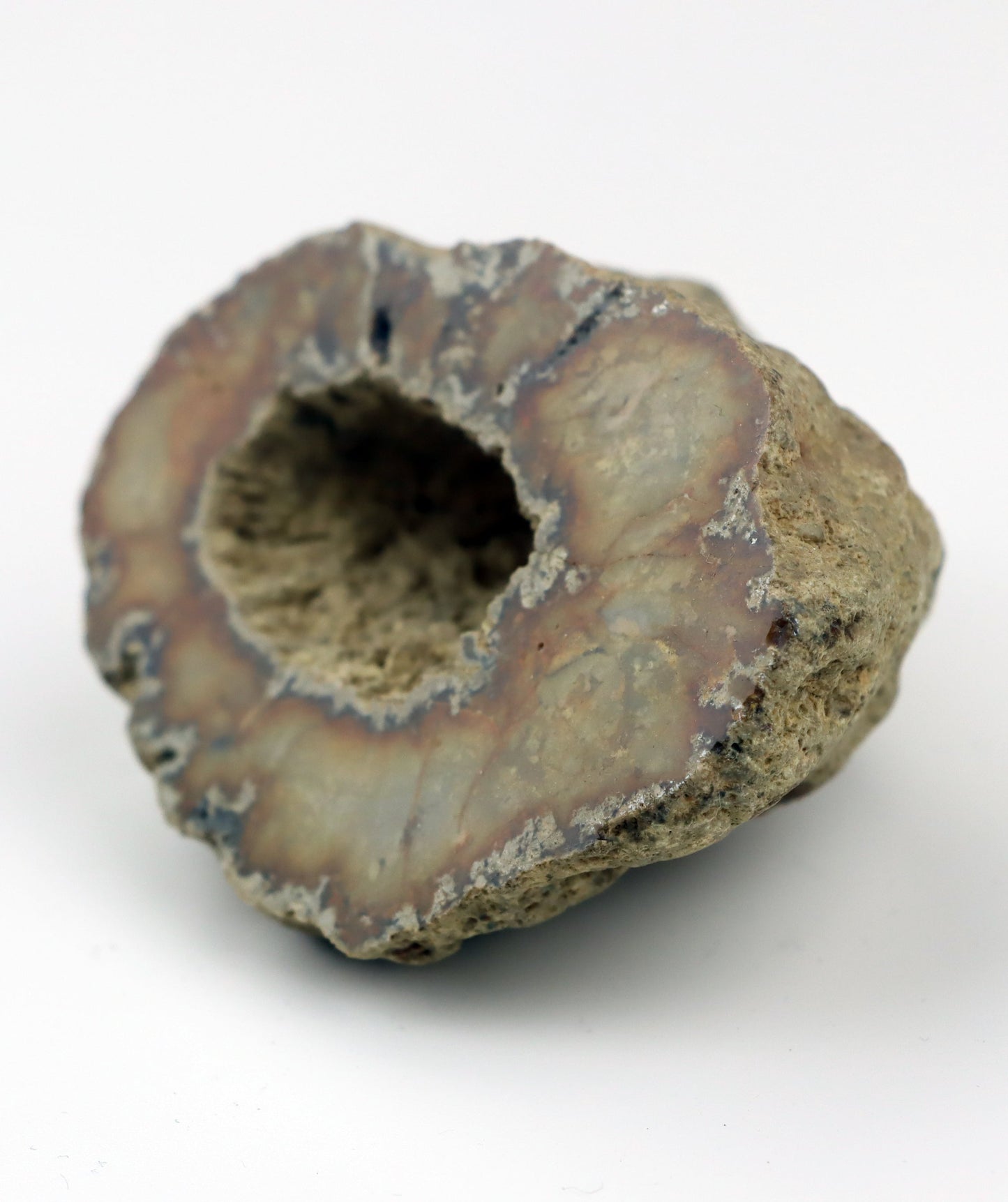 Solitérní korál/jurský rohovec leštěný - Supreme Panthers