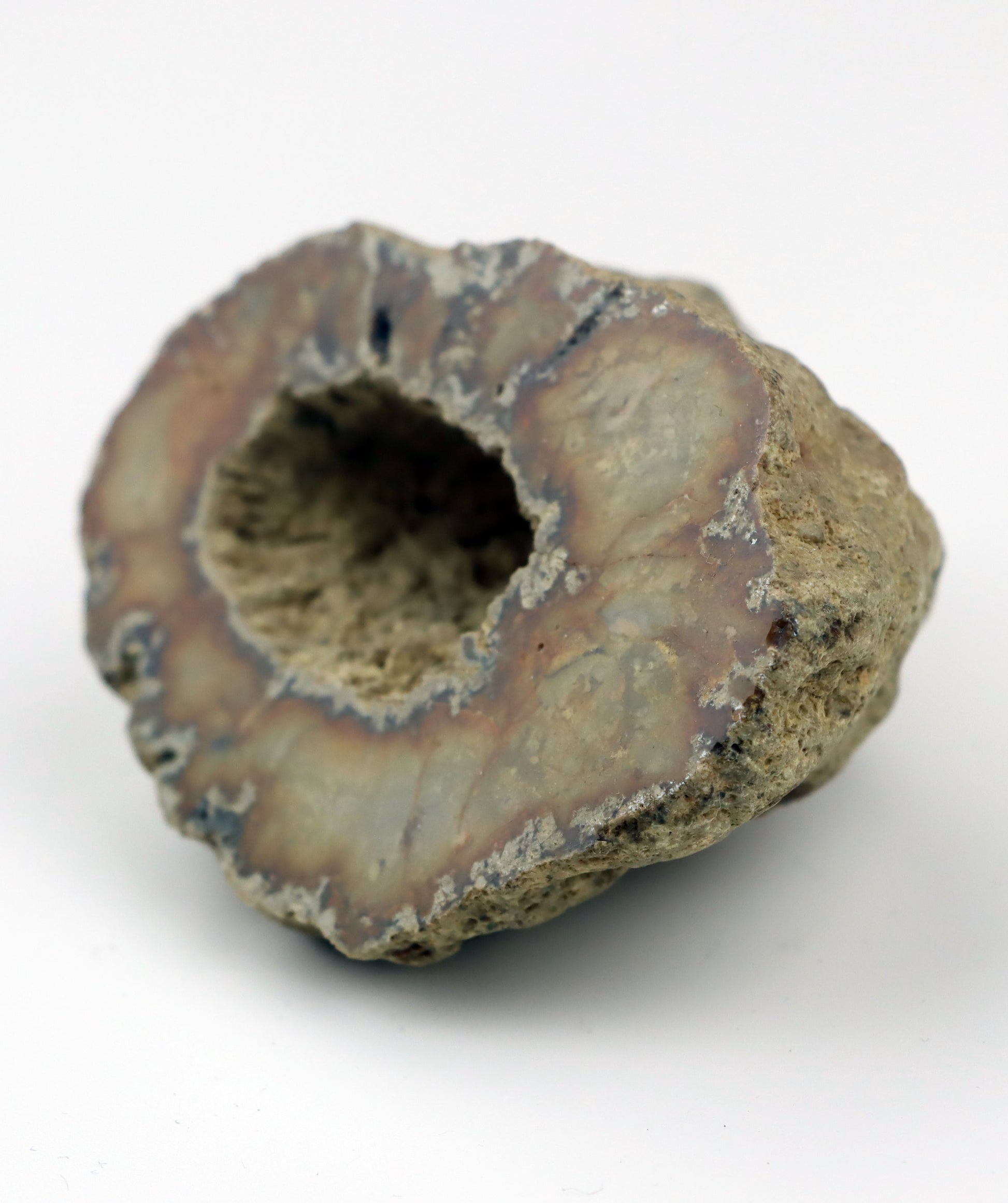 Solitérní korál/jurský rohovec leštěný - Supreme Panthers