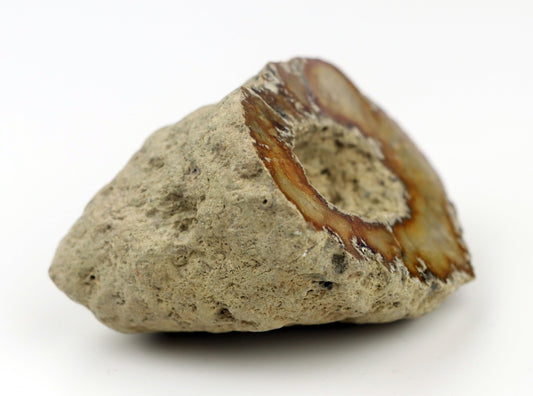 Solitérní korál/jurský rohovec leštěný - Supreme Panthers