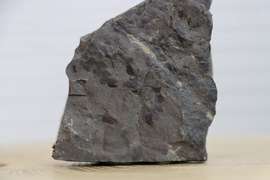 Sphenopteris kapraďosemenná rostlina - Supreme Panthers