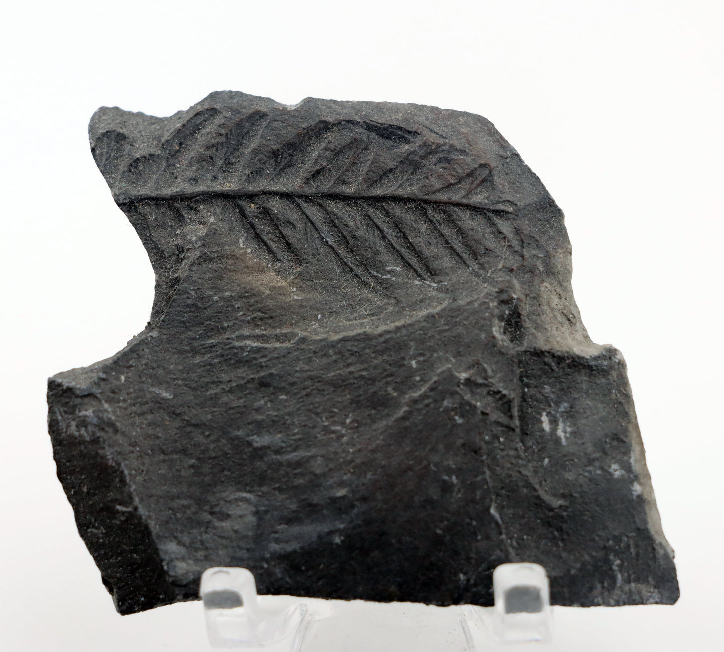 Sphenopteris otisk v uhelné břidli - Supreme Panthers