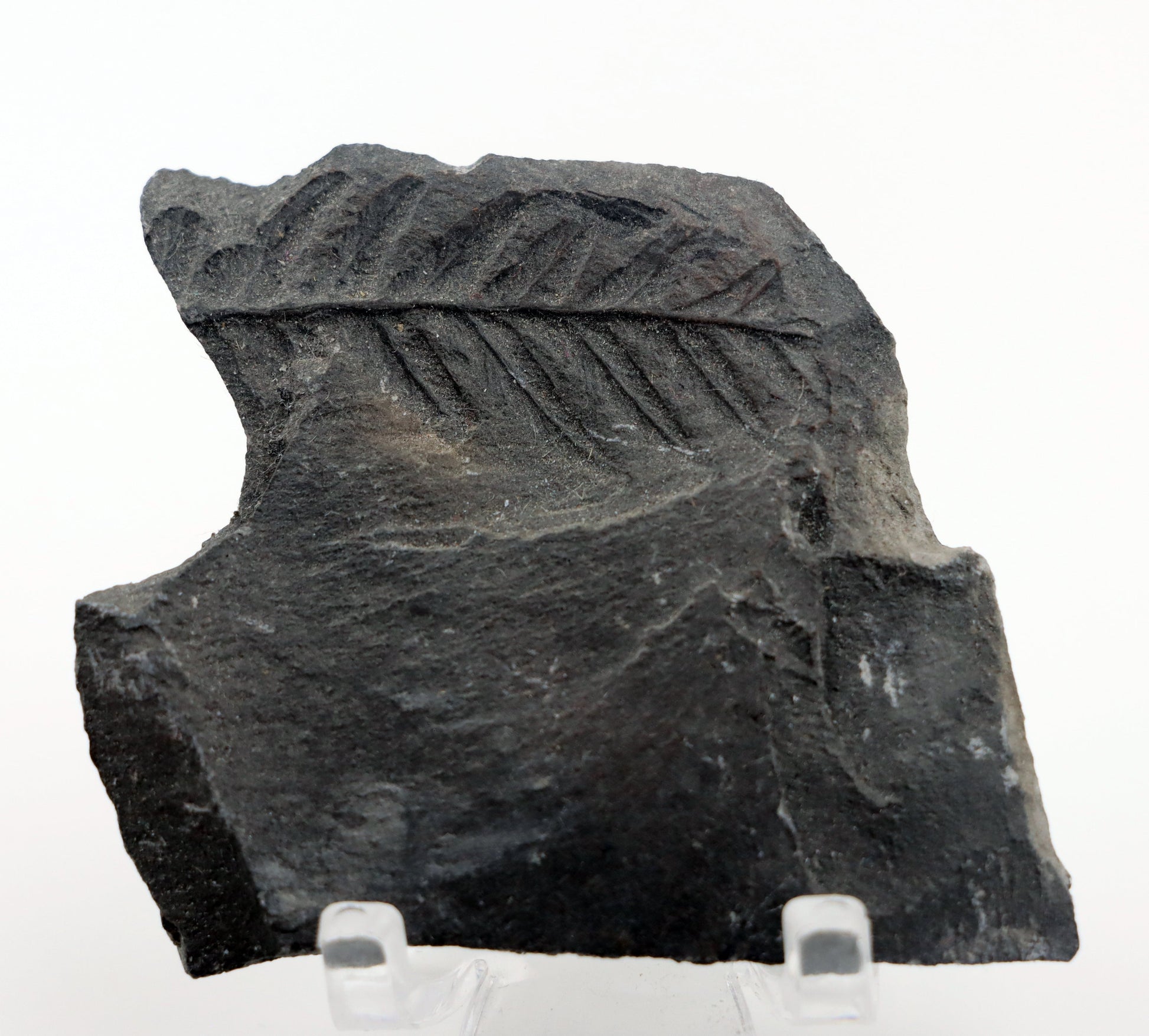 Sphenopteris otisk v uhelné břidli - Supreme Panthers