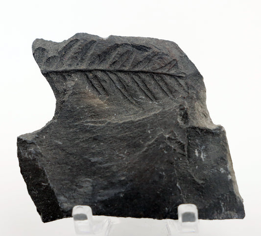 Sphenopteris otisk v uhelné břidli - Supreme Panthers