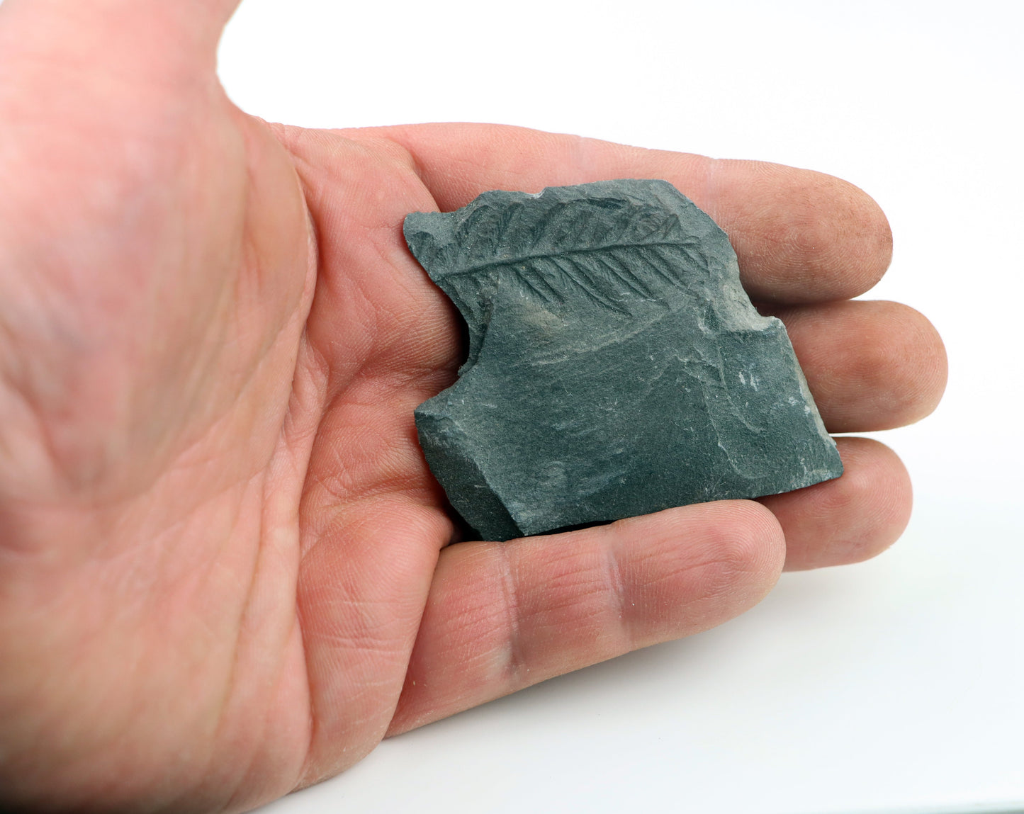 Sphenopteris otisk v uhelné břidli - Supreme Panthers