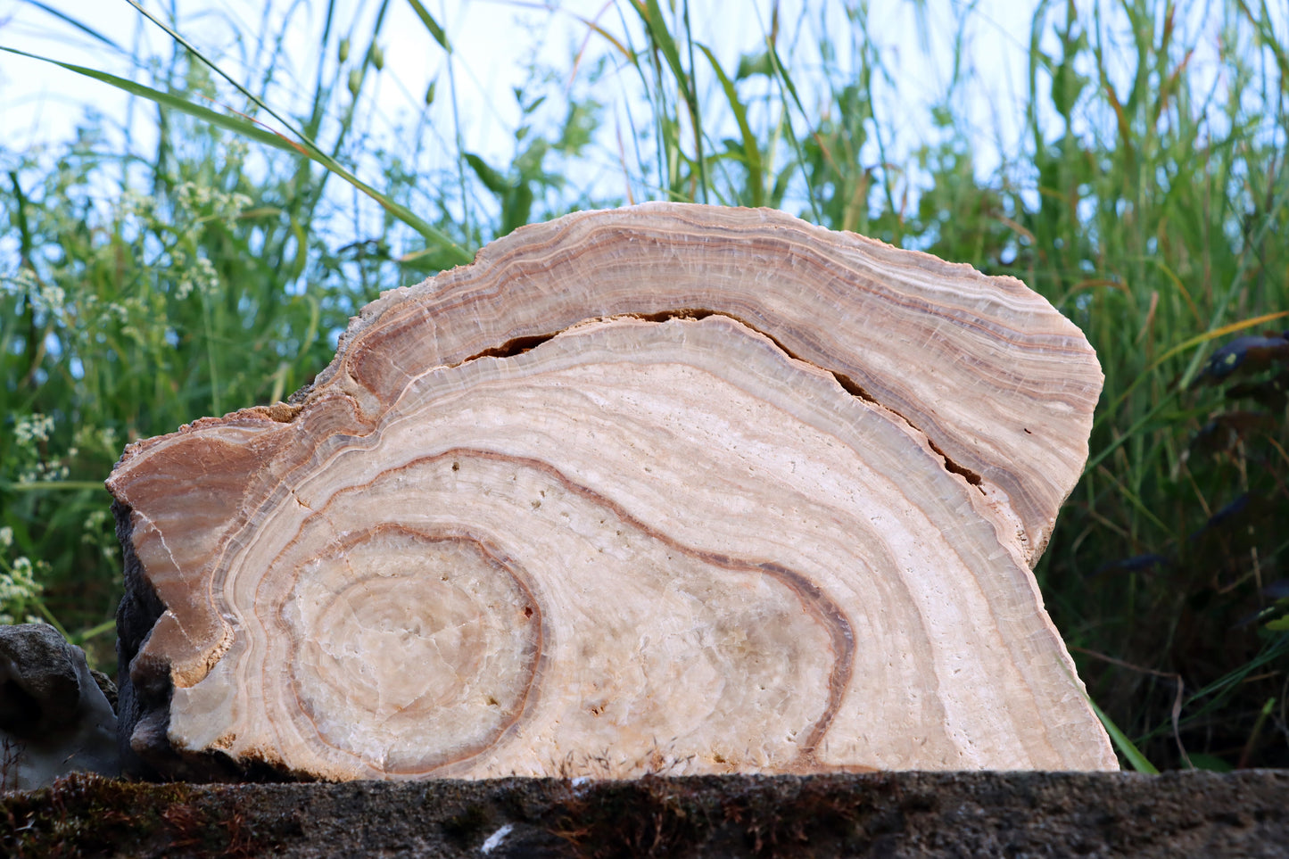 Stalagmit se sintrovou kůrou - Supreme Panthers