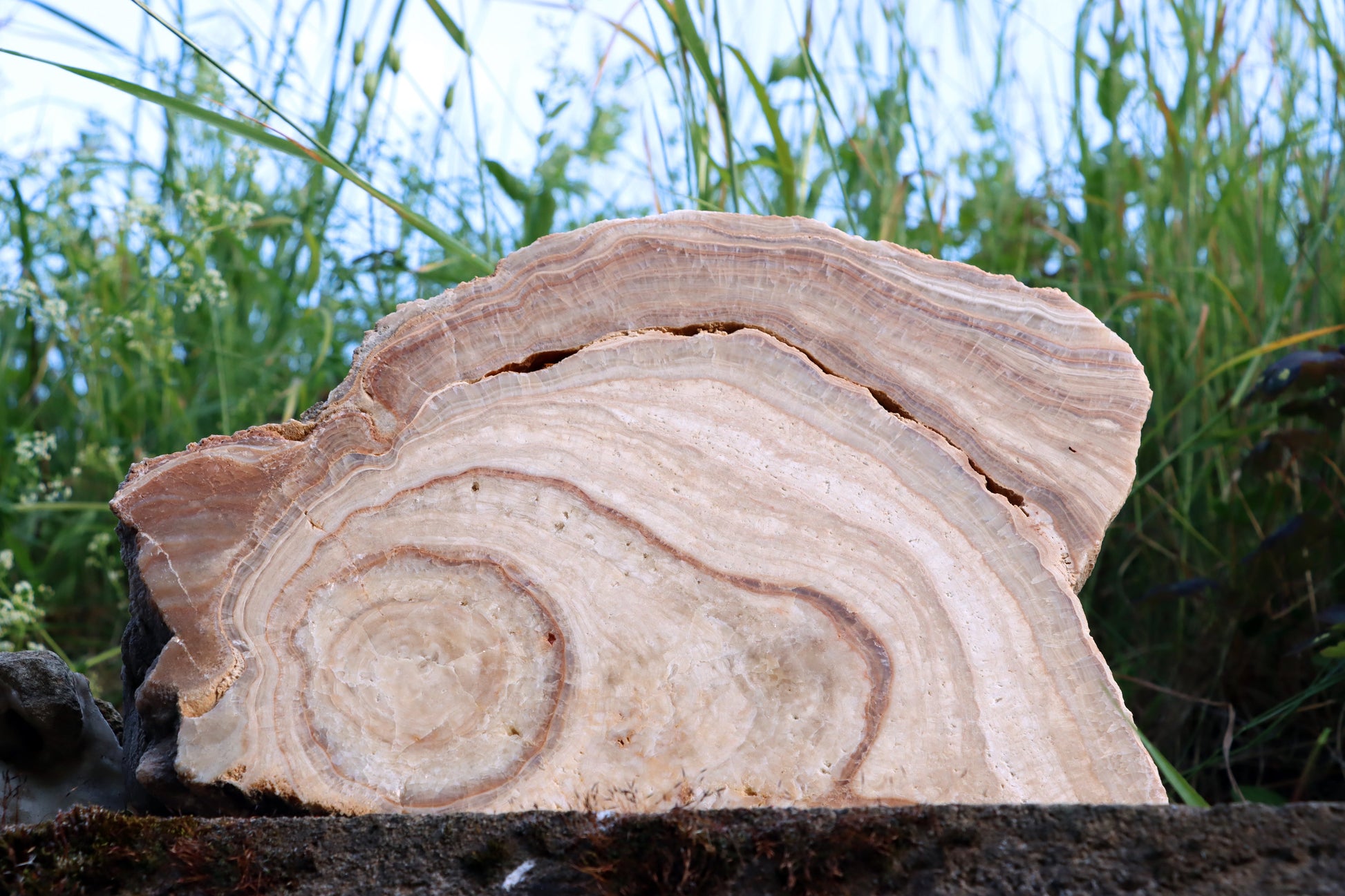 Stalagmit se sintrovou kůrou - Supreme Panthers