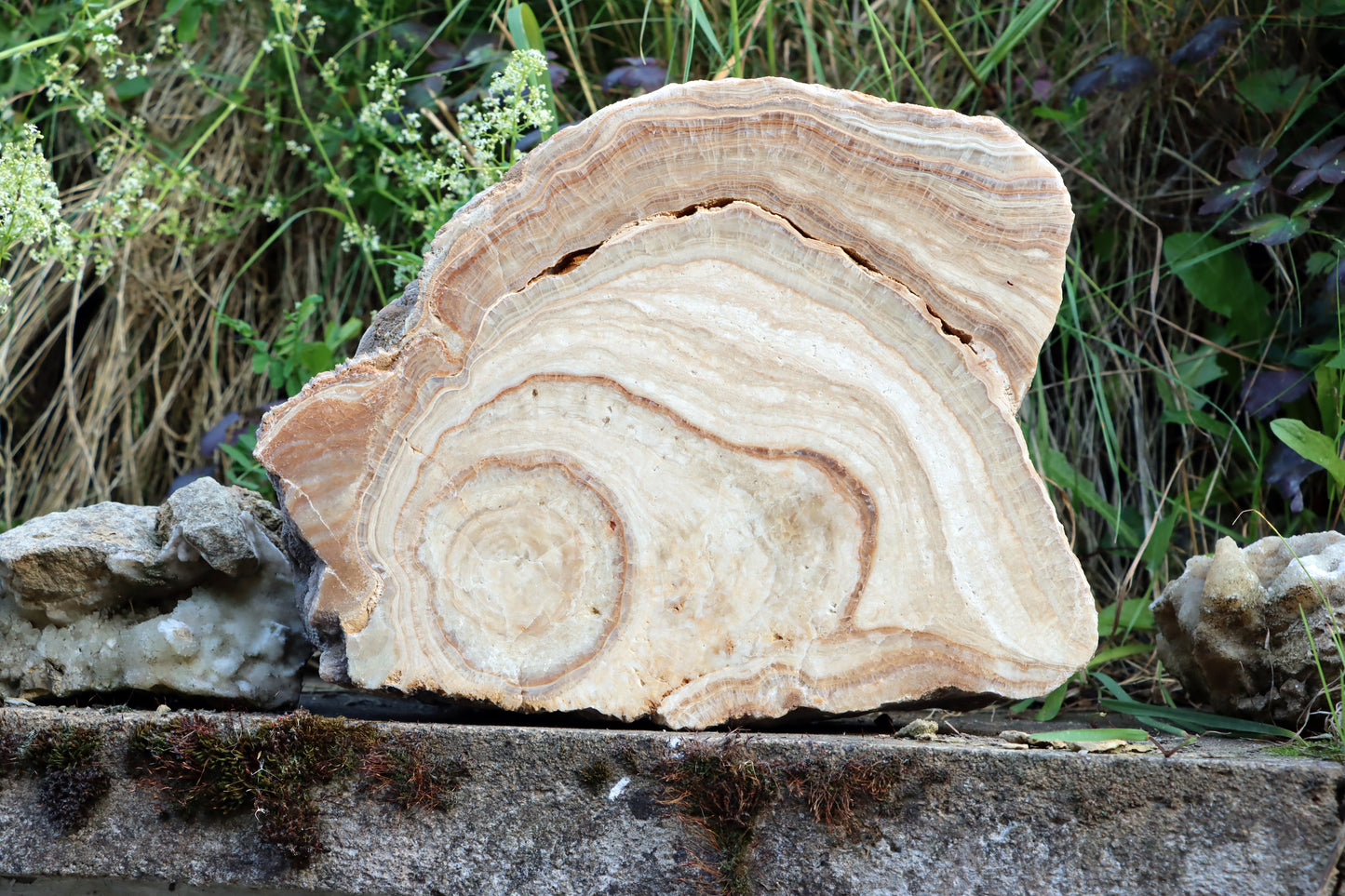 Stalagmit se sintrovou kůrou - Supreme Panthers