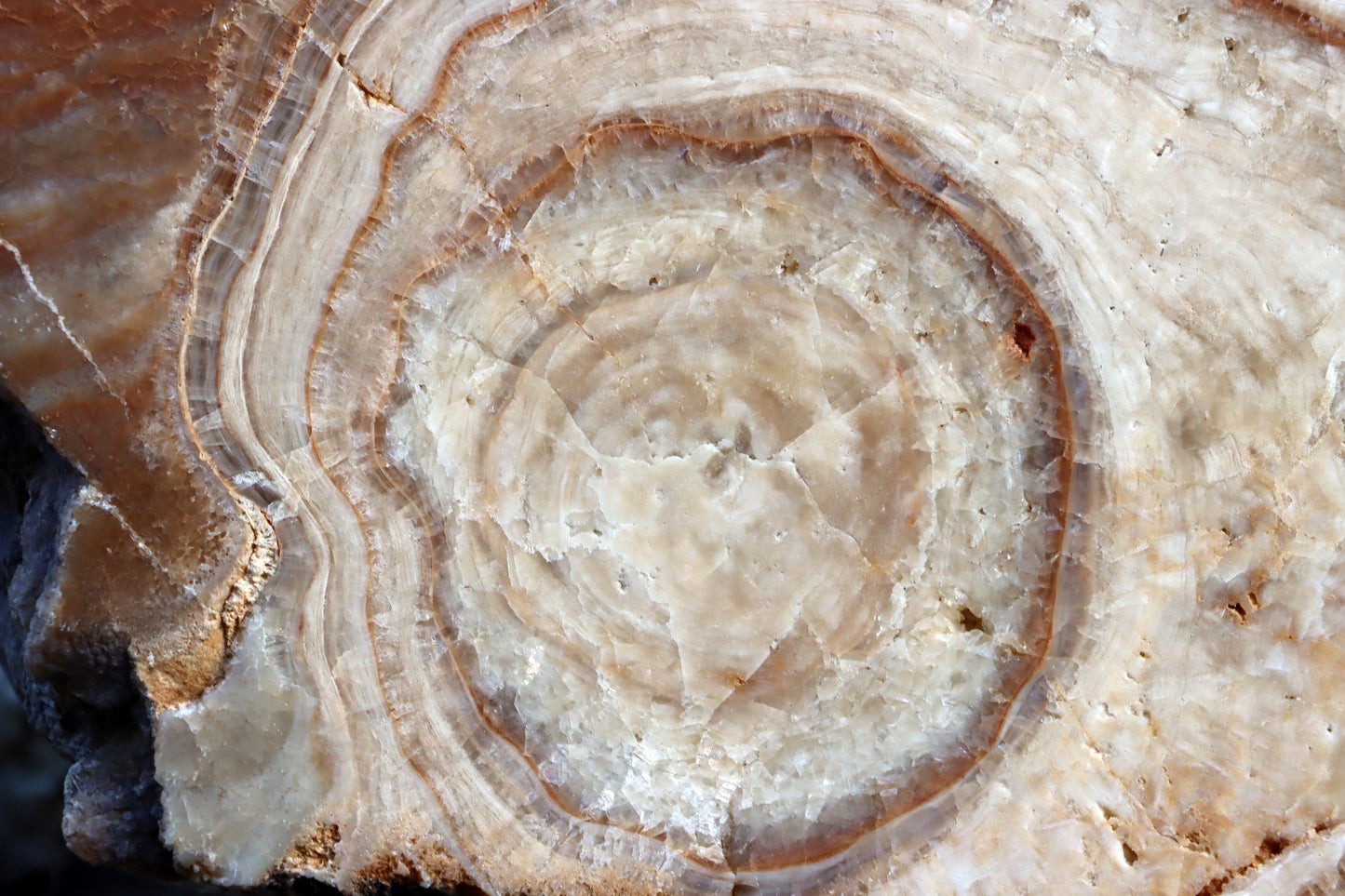 Stalagmit se sintrovou kůrou - Supreme Panthers