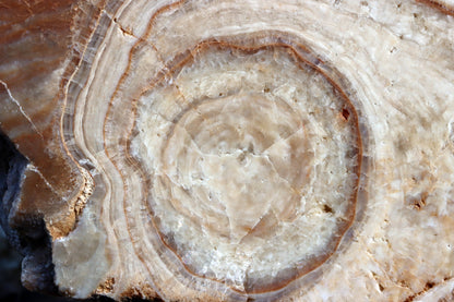 Stalagmit se sintrovou kůrou - Supreme Panthers