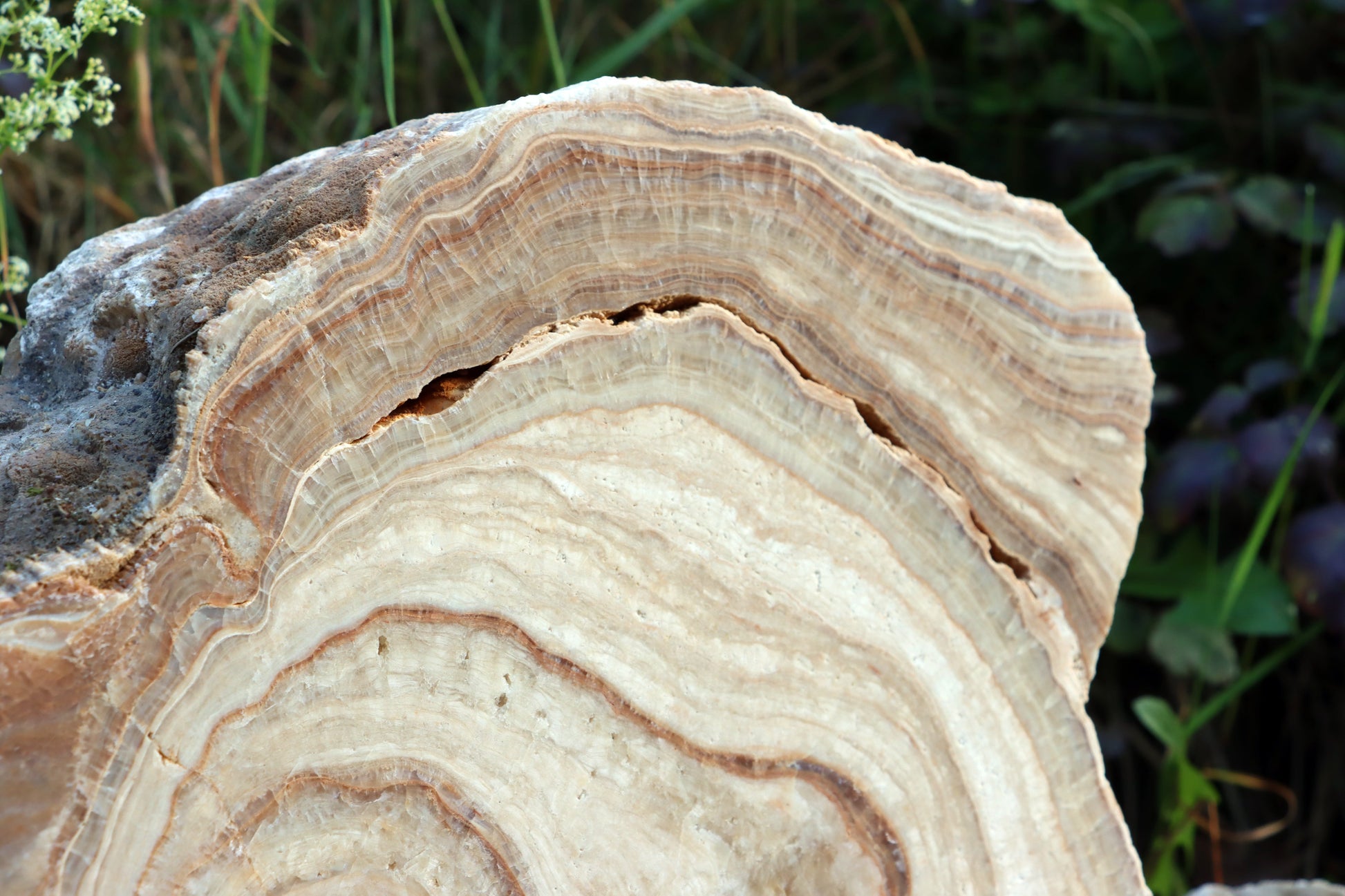 Stalagmit se sintrovou kůrou - Supreme Panthers