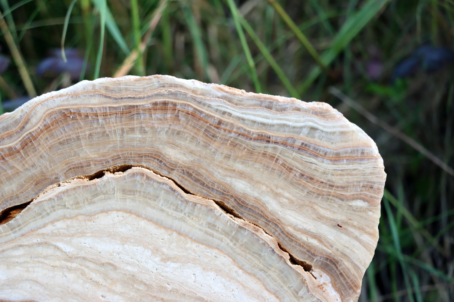 Stalagmit se sintrovou kůrou - Supreme Panthers