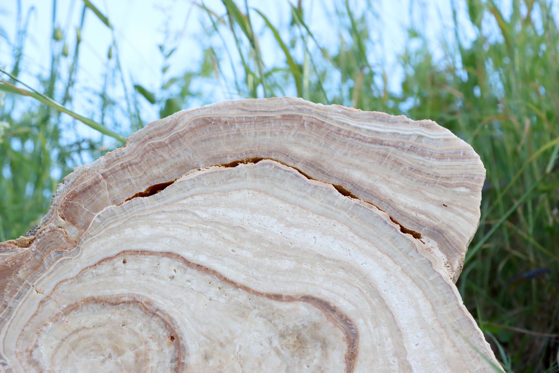 Stalagmit se sintrovou kůrou - Supreme Panthers