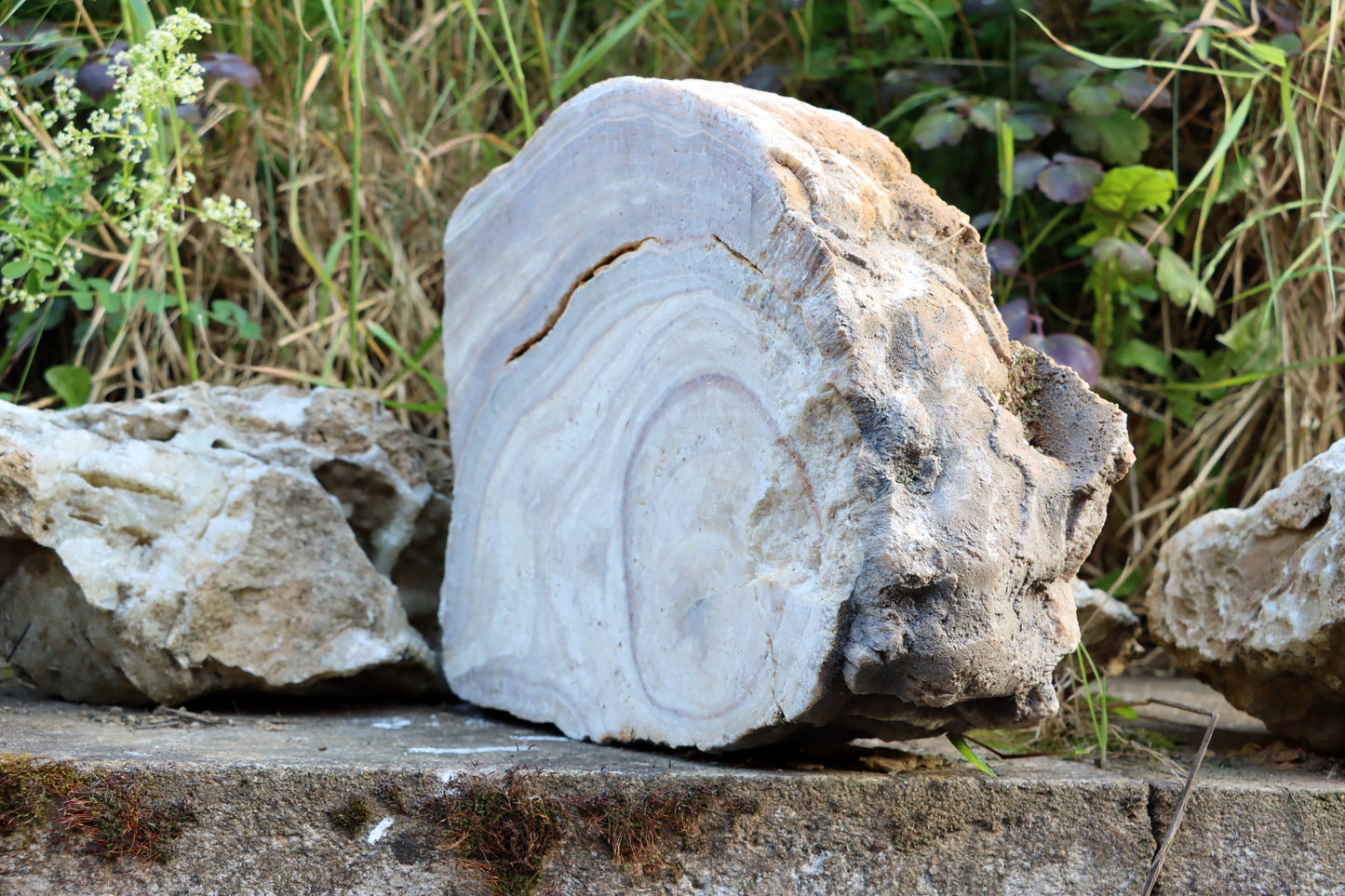 Stalagmit se sintrovou kůrou - Supreme Panthers