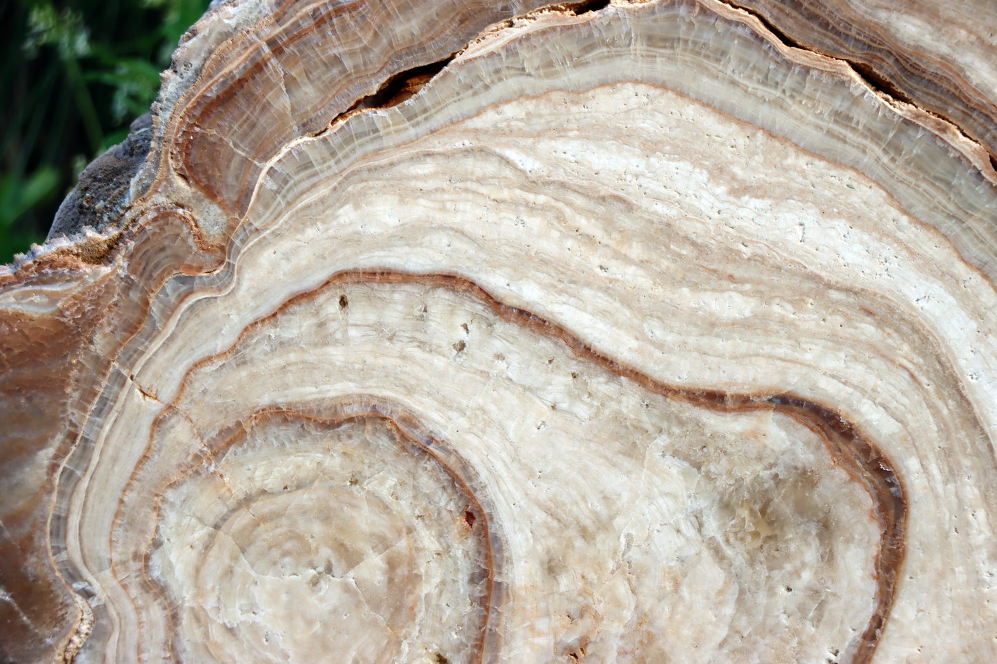 Stalagmit se sintrovou kůrou - Supreme Panthers